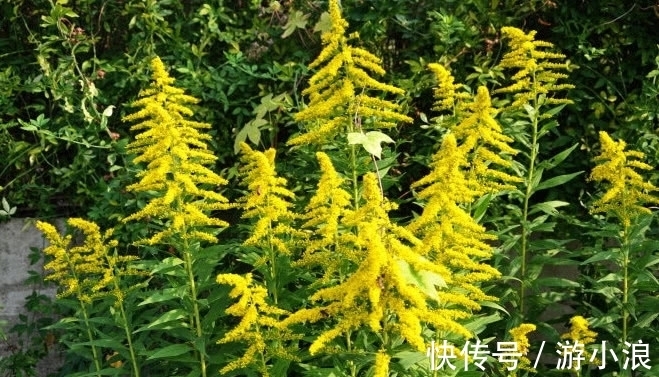 一枝黄花|一种野草曾经人人厌弃,农村人见着它就除掉,殊不知宝贵用处极大