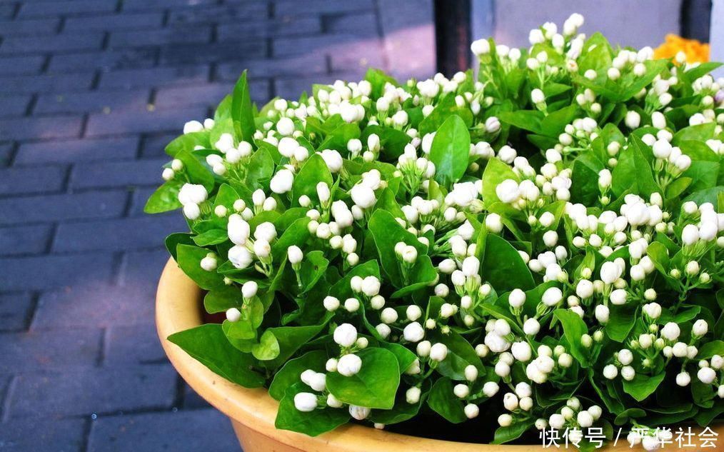 旺期|养茉莉花,记住这几点,让其枝繁叶茂,花开一茬接一茬