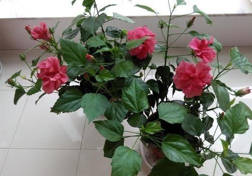 放在室内|扶桑花冬天安全越冬有妙招,安全又方便