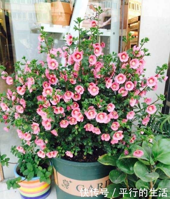 花卉|最值得拥有的漂亮花卉,花开爆盆,四季开花,养上一盆真的是绝美