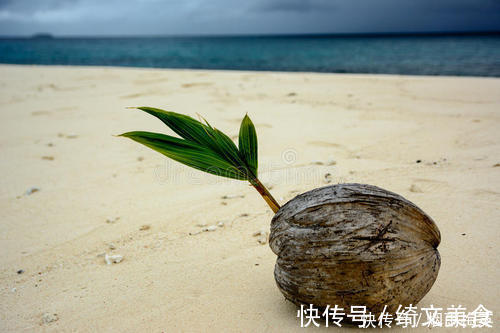 海边发了芽的椰子，才是真正的宝贝，里面这东西好吃极了