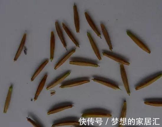 养护|最全蓝雪花养护指南,让蓝雪疯狂一夏