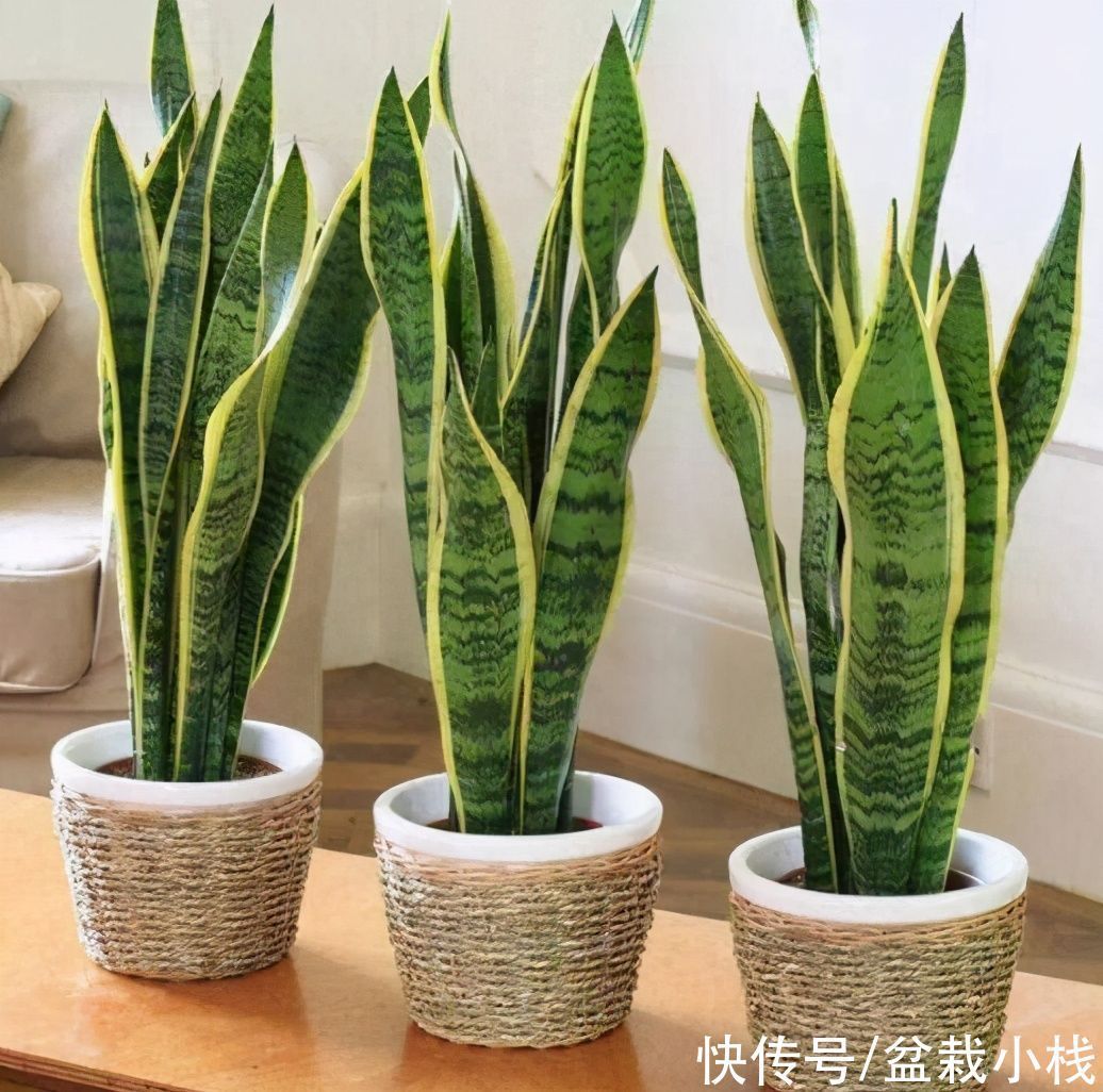 铜钱草|懒人花卉有哪些?6种花撒手养!关键还好看