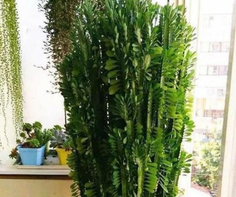 家里常养的4种花，寓意好又养人，镇宅、开运，养在客厅正合适