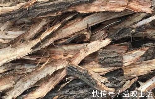 往花盆底垫它们，松果壳、树皮，不只为了透气排水