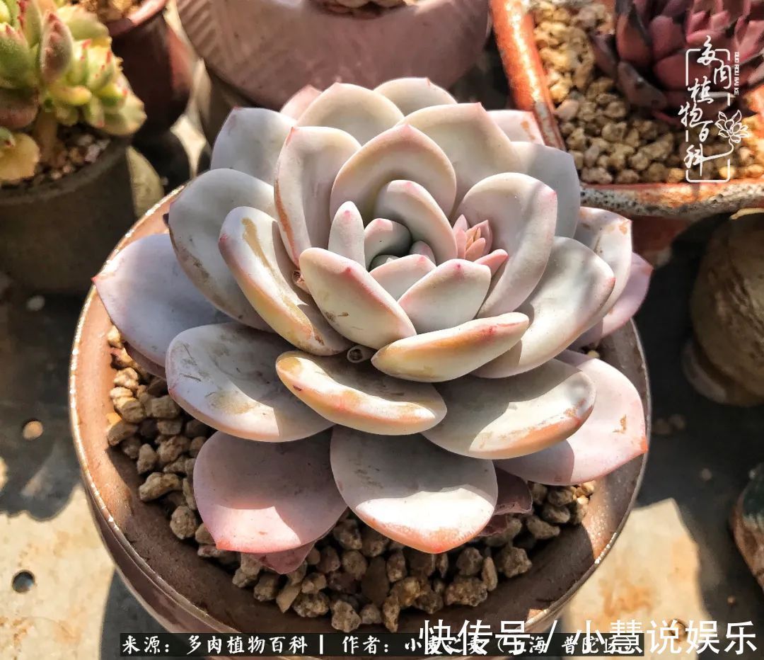 肉如人生，遇见多肉，遇见美！附个人多肉养护经验！
