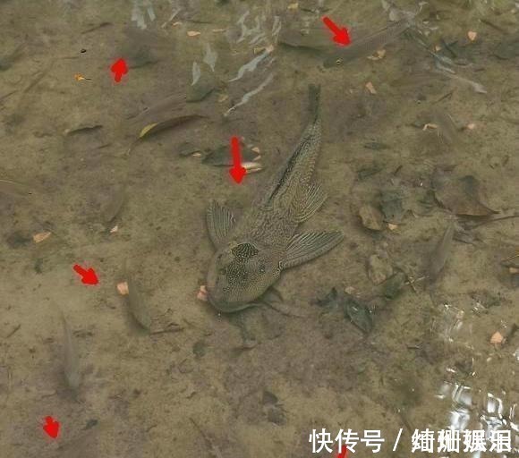 河道|实拍广州城中村河道,野生鱼成灾,有人一天钓几十斤,却踩死丢弃