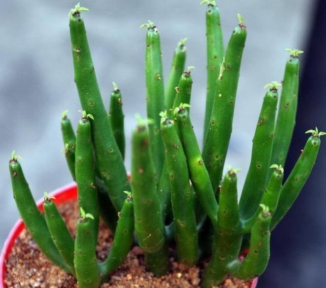 这6种花卉,越是忘记浇水,越容易长爆盆,新手和懒人都爱种