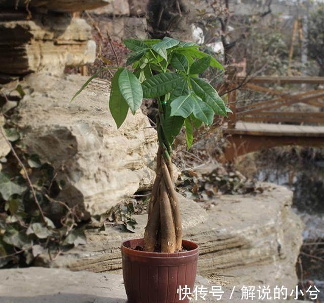 原来发财树要这样养才能绿油油,难怪我之前养的老是烂根
