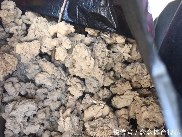 花卉|无论养什么花,加3种“东西”,啥花都疯长,根粗叶绿,开花多