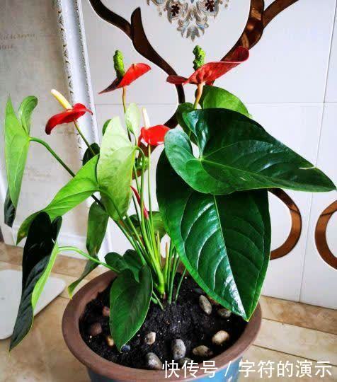 施肥|用这些不起眼的东西养花,根壮叶绿,半年都不用施肥