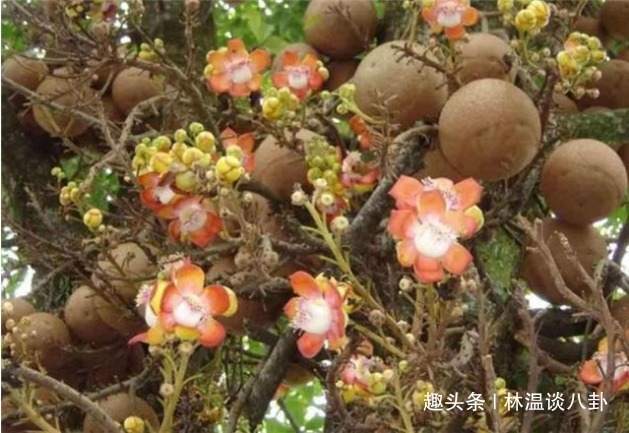 世界上脾气最暴躁的树,20米内无人敢接近,破坏性极强