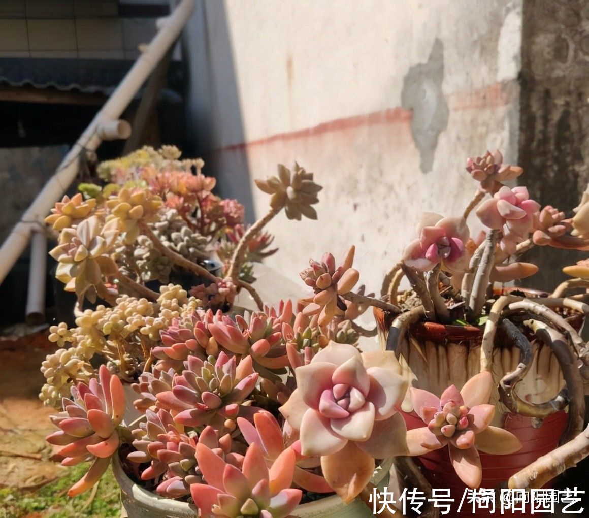 刚入坑多肉的朋友，送你一份攻略，帮你节省资金，养好多肉