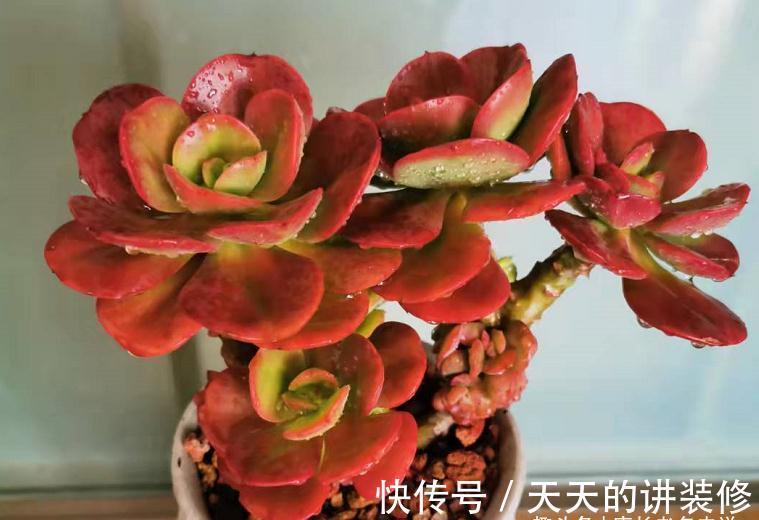 多肉防徒长的最佳方法只有一个——按部就班地养，它们才不会徒长