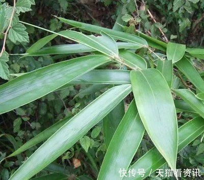 珍惜|路边一种野草,叶子像竹叶,但价值颇高,见到请珍惜