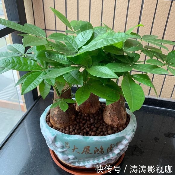 发财树|发财树黄叶萎蔫，做好这两步，不用一月就能缓过来！