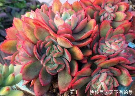 养多肉绮罗,做好几件事,完美逆袭,成为冬天的颜值担当!