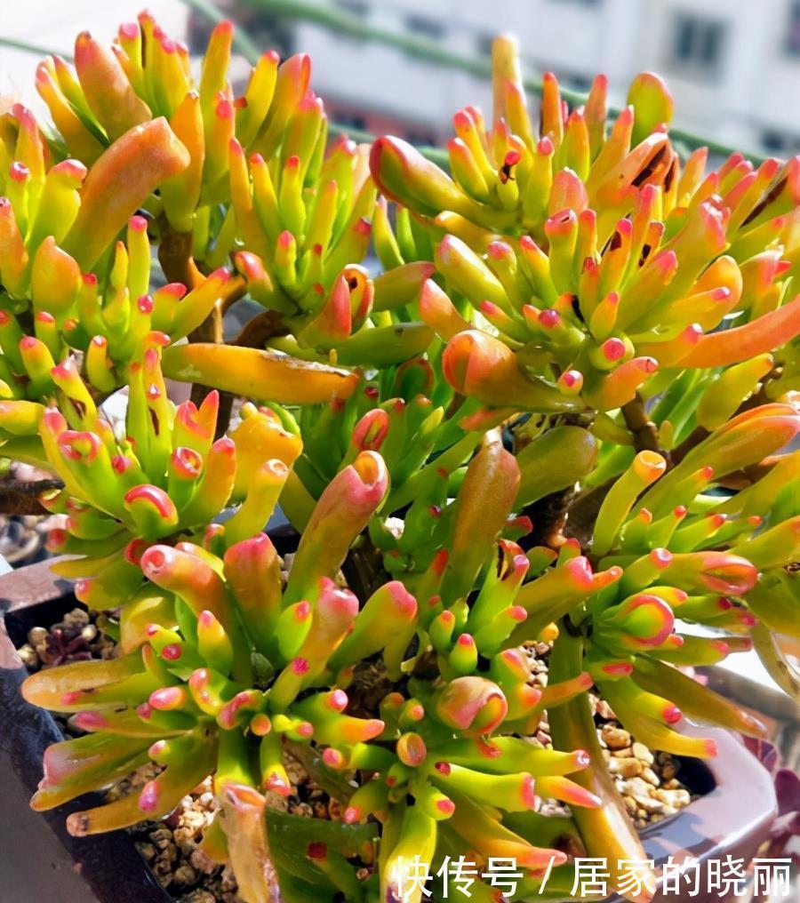 一种多肉名叫吸财树,叶形奇特还会变色,冬天用对方法还能爆盆