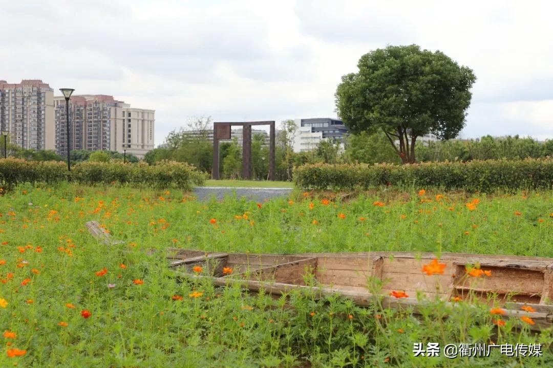 孔子花田|风车、花海、绿皮小火车……衢州这块家门口的网红打卡地宛若宫崎骏漫画！