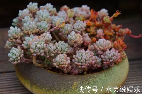 5种颜值超高的多肉，粉粉的肉嘟嘟，最适合新手养了！