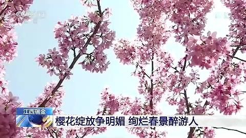 春日美景！江西瑞金樱花盛放