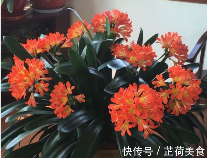 君子兰是个“酒鬼”,一次喝1杯,养成“大白菜”,开花不断!