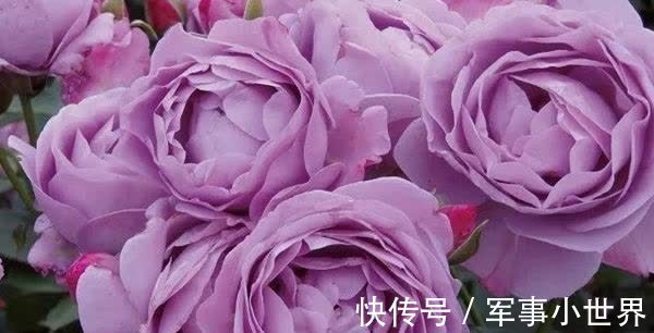 秋花|月季春花和秋花有什么区别？春花过后，做好3个多，秋花不愁开