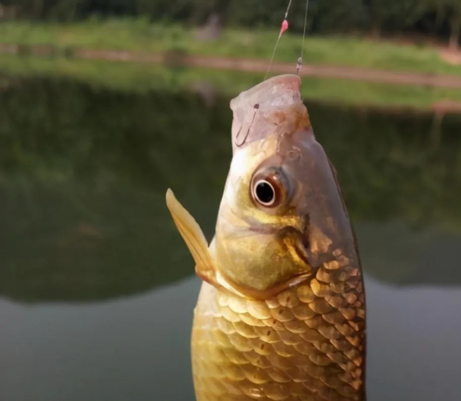 冬季浮漂信号小?3大绝招放大你的浮漂信号