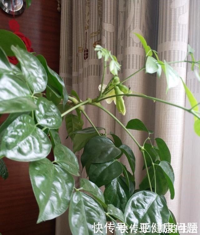 通风度|幸福的家里，就该养盆“幸福树”，四季常青，9月开出幸福花！