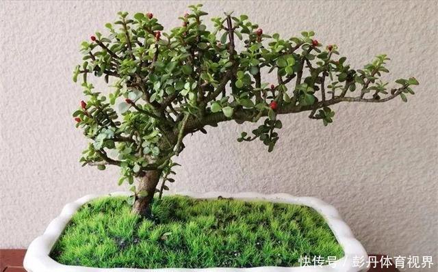 花市这6种花，白送都别要，就算买了也养不活！