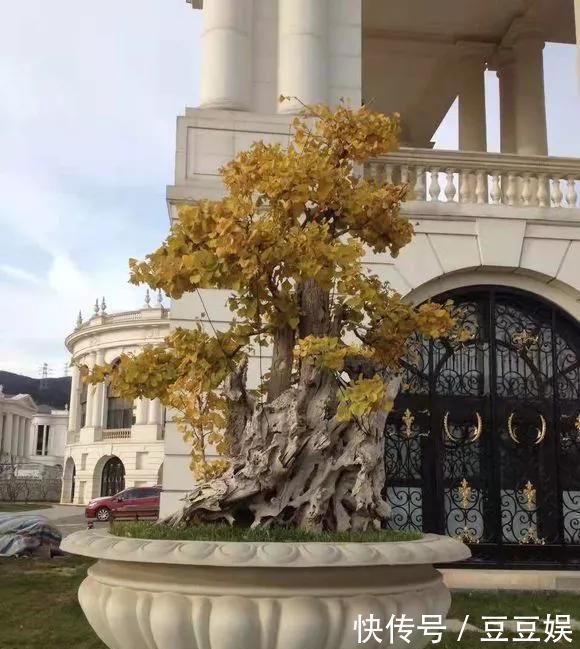 浇水|这4种“盆景树”,不仅观赏性高,寿命还特别长,越养越值钱