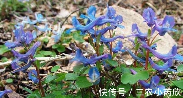 农村|有一种农村野草,以前一直被忽略,现在卖到30元一斤!