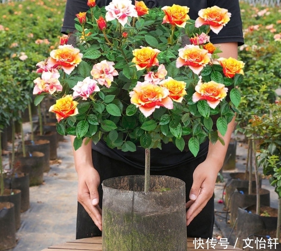 品种|100个月季品种，千姿百态，每个都很漂亮，图名并茂，值得收藏