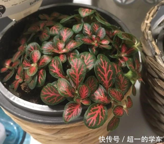 卫生间里少不了8种植物,水培土培都可以,阴凉潮湿处容易养好!