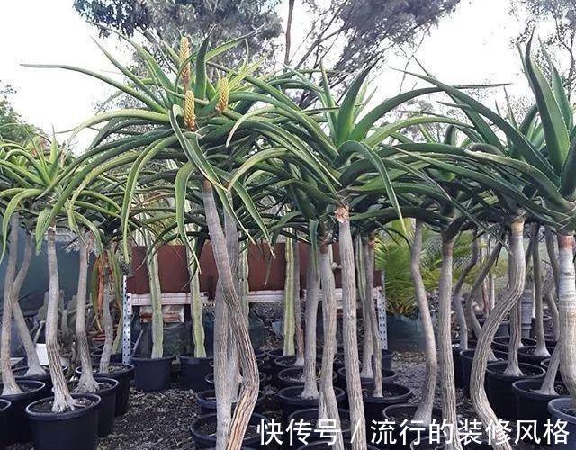 芦荟“真好养”，长了3米高，长成芦荟大树，叶子太厚，吃不完