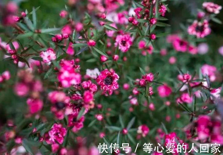 4种花是“爆盆能手”,好养易活,浇水就疯长,开花爆盆很容易