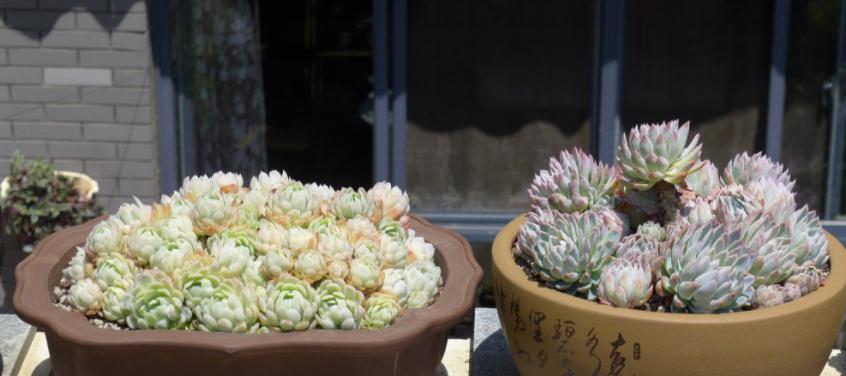 技巧|养多肉没掌握住这些技巧,状态会越来越差,新人切记