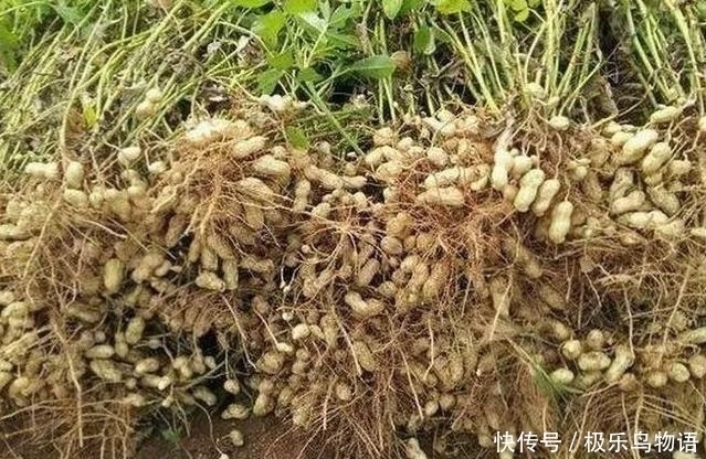 每天起床空腹吃几颗花生，坚持一段时间，这4件“好事”找上你！