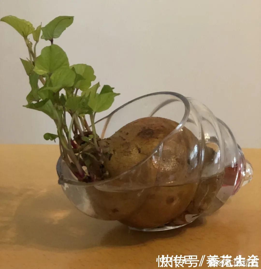 叶子|人参萝卜开花了,我种的花,都是这么奇奇怪怪