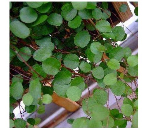 它们都叫吊兰,但是比吊兰好看一百倍,是垂吊观花赏叶的佳品