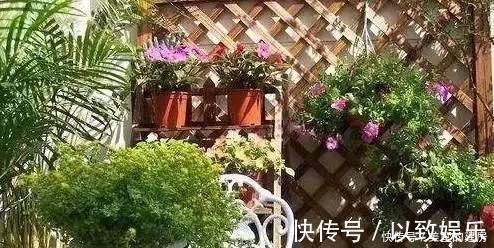 养花|养花要“七分管、三分剪”,花卉如何修剪你一定要懂