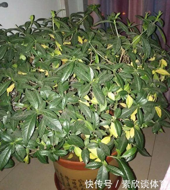栀子花最怕它,碰上就没救,再上心都养不活!
