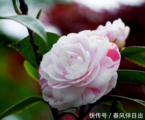冬天养茶花,了解掌握3个要点,不黄叶不掉苞,花朵大又美!
