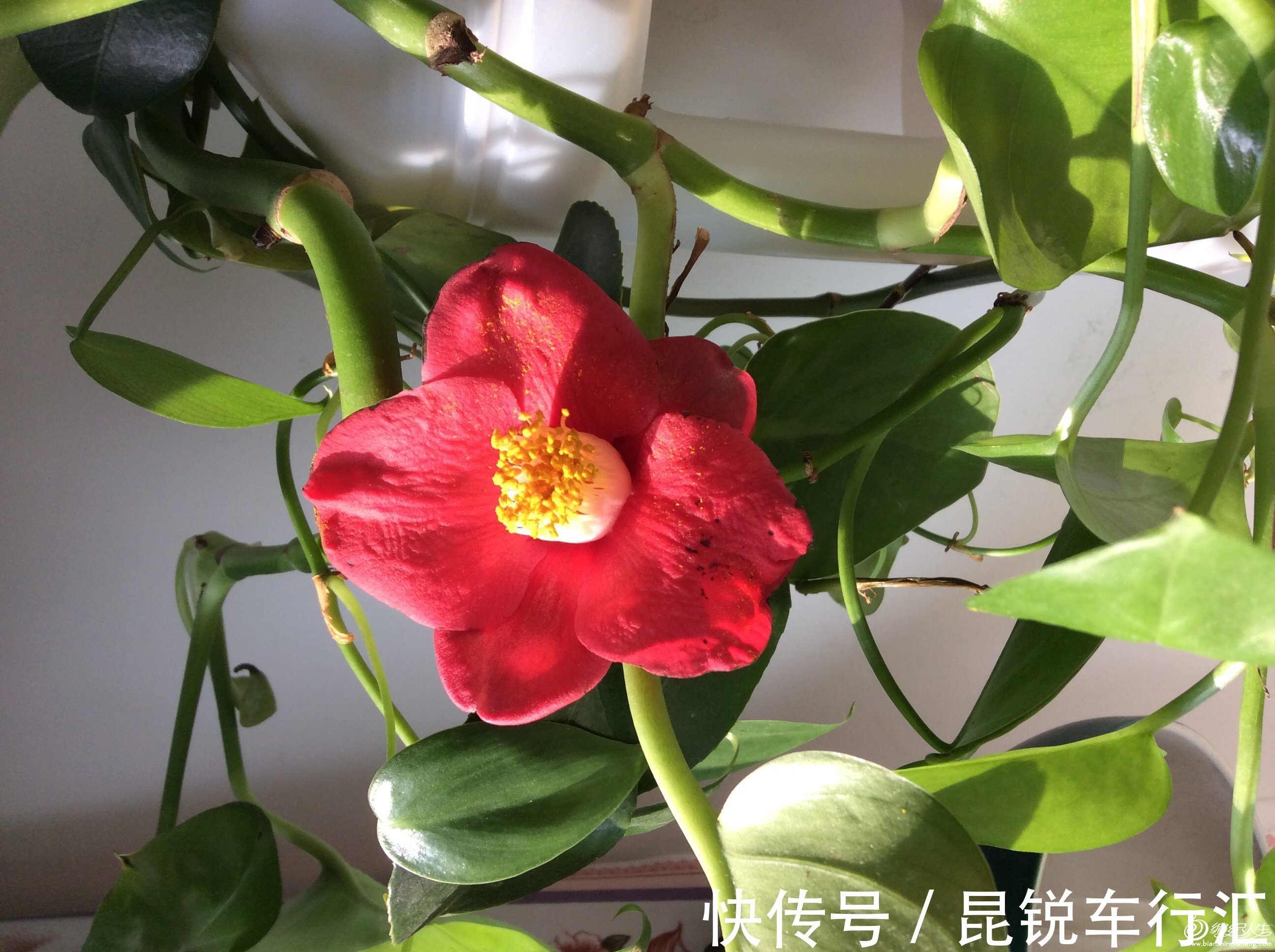 绿萝开花吗?真的有人看到过,有图片为证!并不是谣言