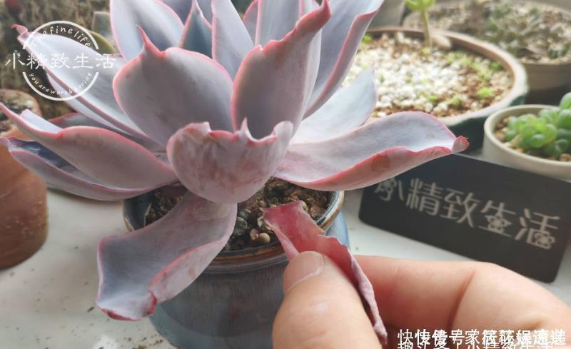 一个小细节,关系多肉安全度夏,这事做得早,肉肉夏天没烦恼