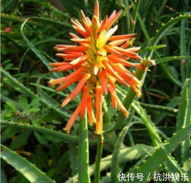 发财树|“四朵花”最适合懒人养,埋在土里就活,水疯狂地长,漂亮的开花期长