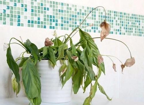 养死|这9个养护误区,导致很多人的盆栽养死,你做错了哪点了