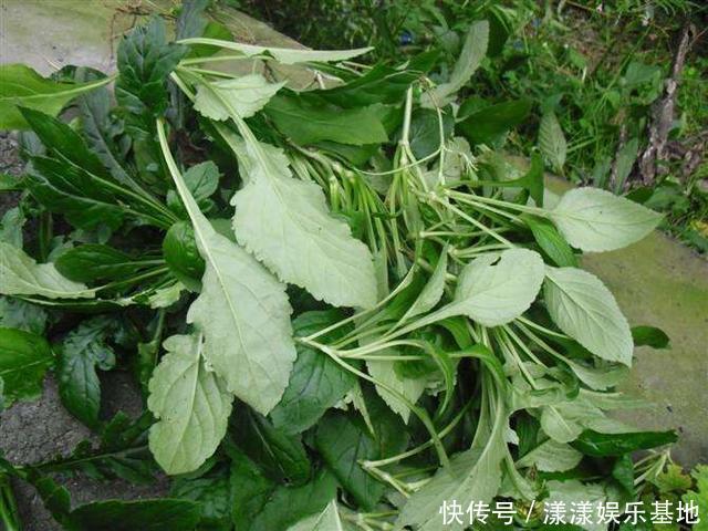 城里人|這野草聞起來臭烘烘,作用多味道爽口,城里人愛不釋手