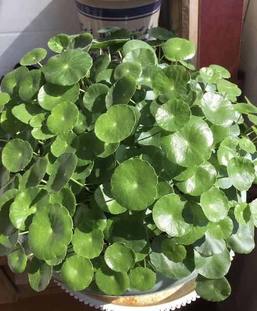 朋友养的铜钱草，长出叶子“手掌大”，他只用了2个小方法