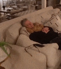 |自由让狗狗面目全非?柴犬别名日本哈士奇!搞笑它是认真的?